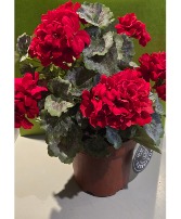 Artificial  RED GERANIUM 