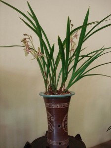 ASIAN ORCHID 01
