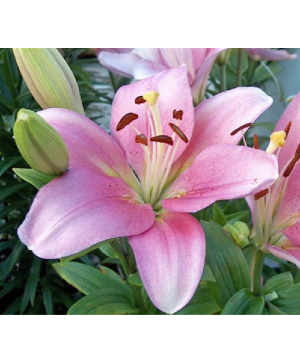 Asiatic Lilly Starting at $20.99 per Bunch