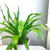 Asplenium Nidus 'Bird's Nest Fern'