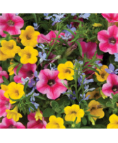 assorted 12" Patio planters plant