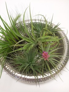 Assorted Air Plants Contemporary