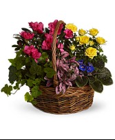 Assorted blooming Garden Basket 