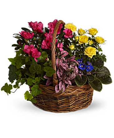 Assorted blooming Garden Basket  in Germantown, MD | Oaxaca Florist