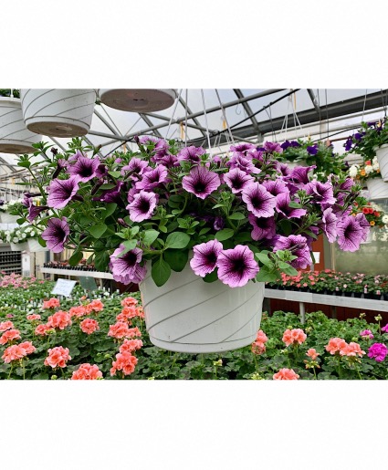 ASSORTED BLOOMING HANGING BASKET Plant