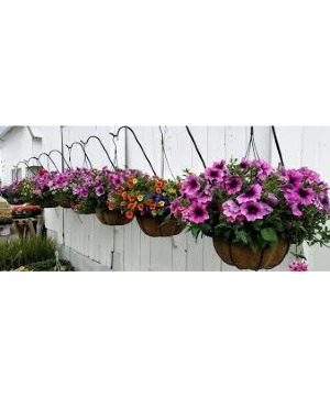 Assorted Blooming Hanging Baskets live potted blooming