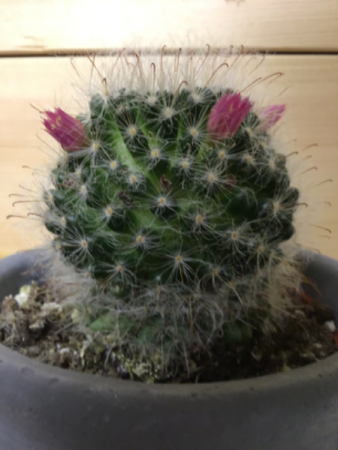 Assorted Cactus
