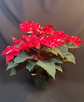 Assorted Color Pointsetta  Plant