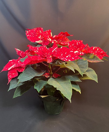  Assorted Color Pointsetta  Plant