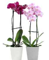 Assorted Colors Orchid  Planter