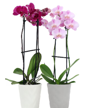 Assorted Colors Orchid  Planter