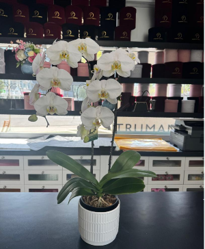 Assorted Colors Orchid  Planter
