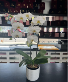 Assorted Colors Orchid  Planter