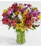 Assorted Colors Peruvian Lilies All Around