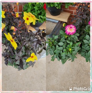 Assorted Dahlia's  2/ 10" Patio Planters