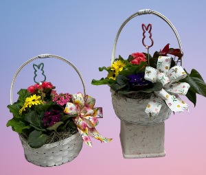 Assorted Foliage & Flowering Basket  