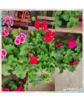 Assorted Geranium's  2/ 10" Patio Planters