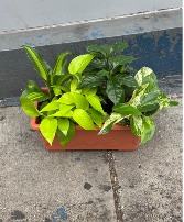 Assorted green plant container  Green Plants