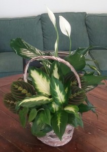Assorted Green Plants Basket