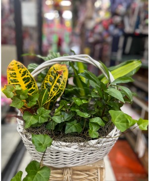 Assorted Greens Plants  