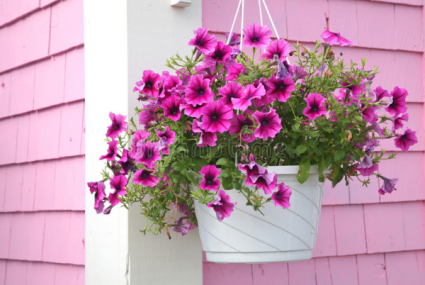 Assorted Hanging Basket In Charlottesville Va Plantscapes Florist Inc