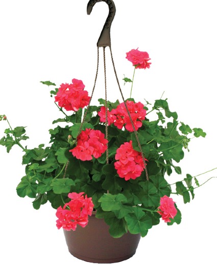 Assorted Hanging Baskets 10