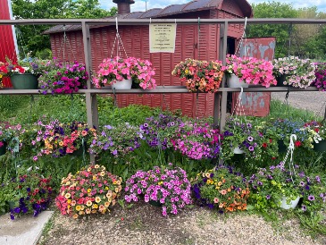 Assorted Hanging Baskets