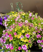 Assorted Hanging Baskets plant