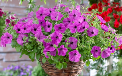 Assorted Hanging Baskets Plants