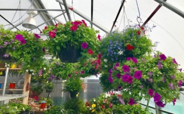 Hanging Gardens (Annuals) Sunny Basket in Balsam Lake, WI | BALSAM LAKE PRO-LAWN INC.