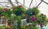 Hanging Gardens (Annuals) Sunny Basket