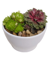 Assorted Hens and Chicks Planter Plants