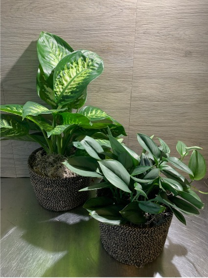 Assorted 6” House Plant  In Beige and Black Basket