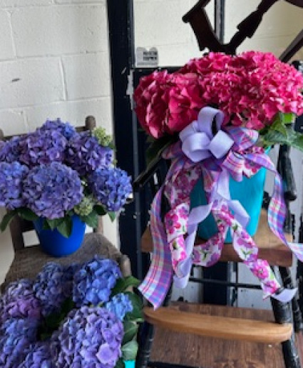 Assorted Hydrangea Plants