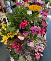 Assorted indoor and outdoor plants 
