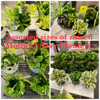Assorted Mother’s Day Planters Plants