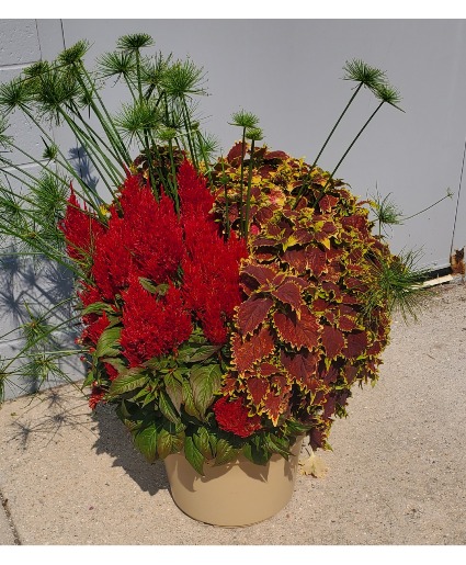 assorted mums  