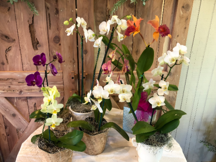 Assorted Orchids 