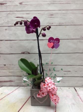 Assorted 	Phalaenopsis Orchids 