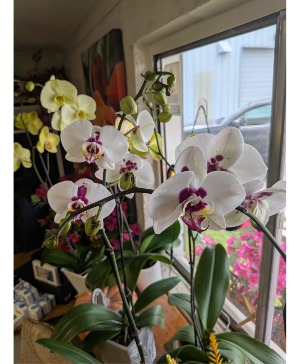 ASSORTED Phalaenopsis Orchids potted and ready for your home