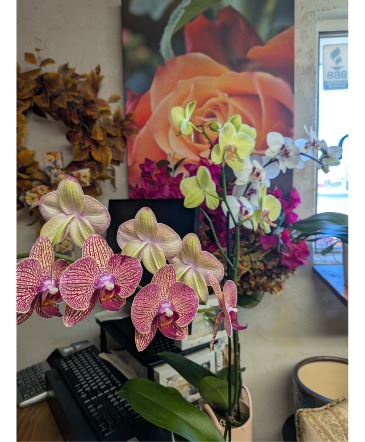 ASSORTED Phalaenopsis Orchids potted and ready for your home in Lafayette, LA | FLOWERS BY RODNEY