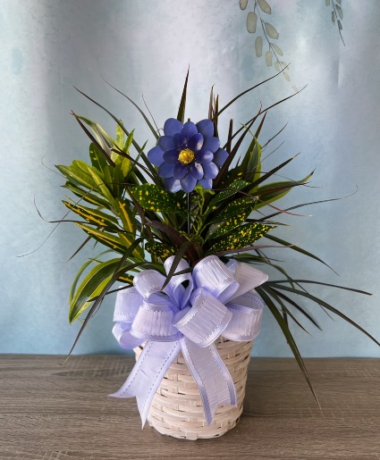 Assorted Plant Basket
