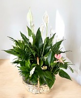 Assorted Plant Basket Plants