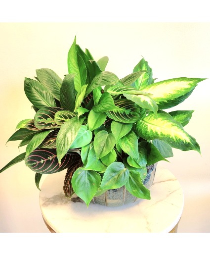 Assorted Plant Garden Dish Garden