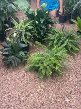 Assorted Plant Rental 