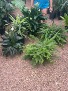 Assorted Plant Rental 