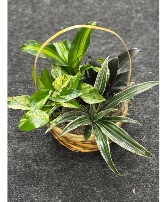 assorted plants basket green plants 