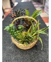 assorted plants gift basket 