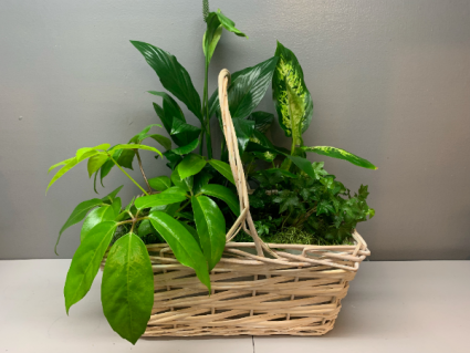 assorted plants in white basket 17