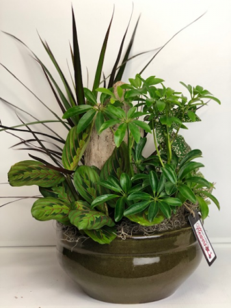 Assorted Plants with Driftwood Dish Garden of Plants